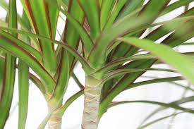 Dracaena Marginata «drácena» Hojas