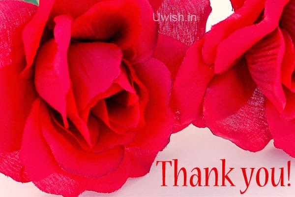 Thankyou e greeting cards and wishes with red rose.