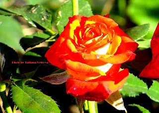 Literary analysis of homeric hymn to aphrodite picture