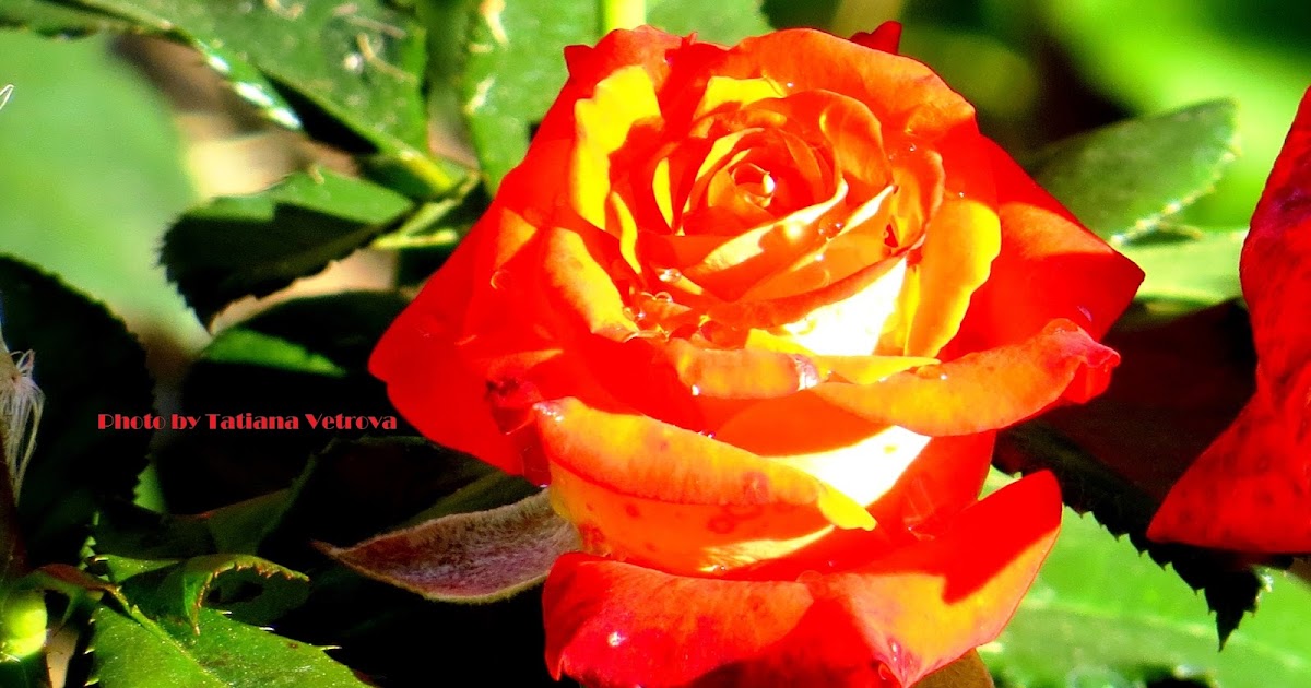 Sappho fragment 1 image