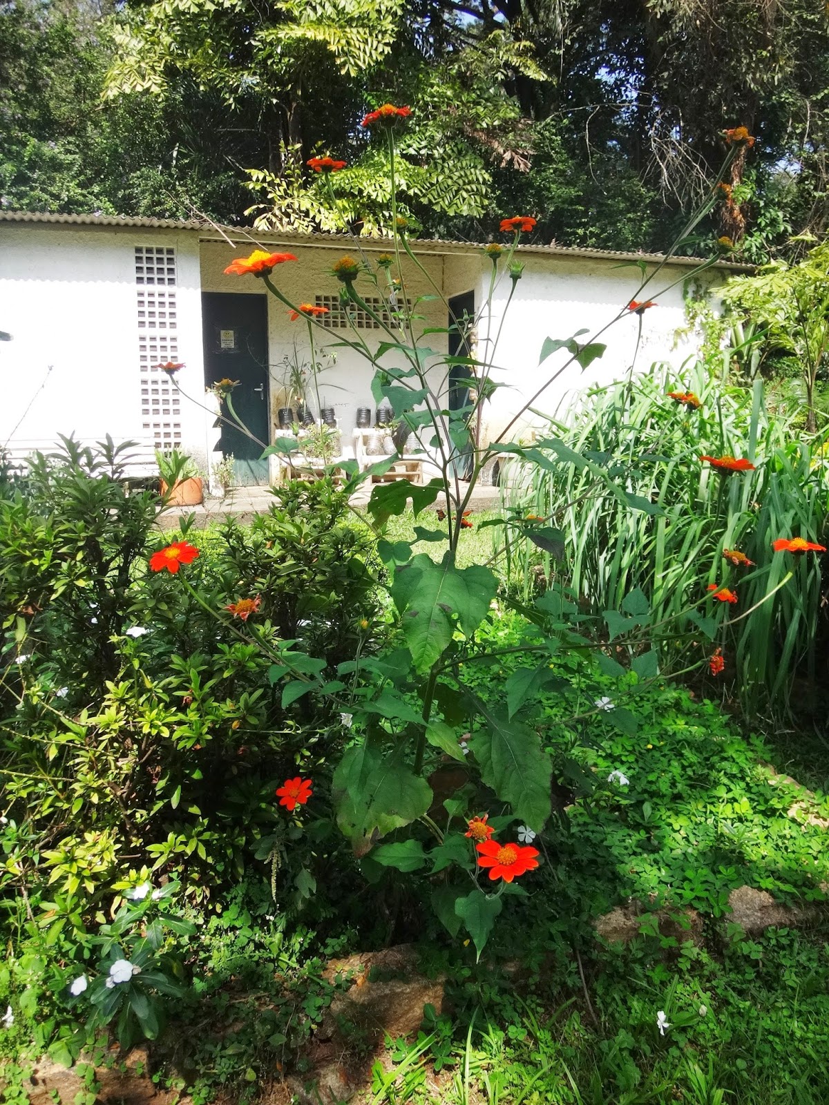 Uma flor por dia: Titônia