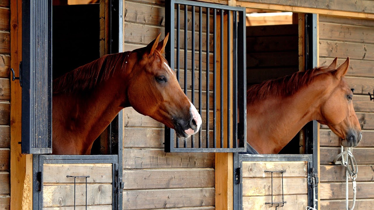 Horses For Sale In Knoxville Tennessee Horse Choices