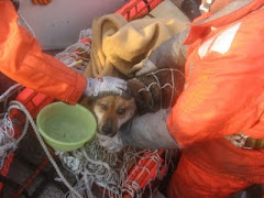 no Japão: cão (que afinal é uma cadela) encontrado vivo em alto mar três semanas após o tsunami!