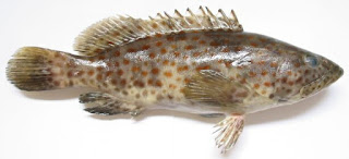 Ikan Kerapu 