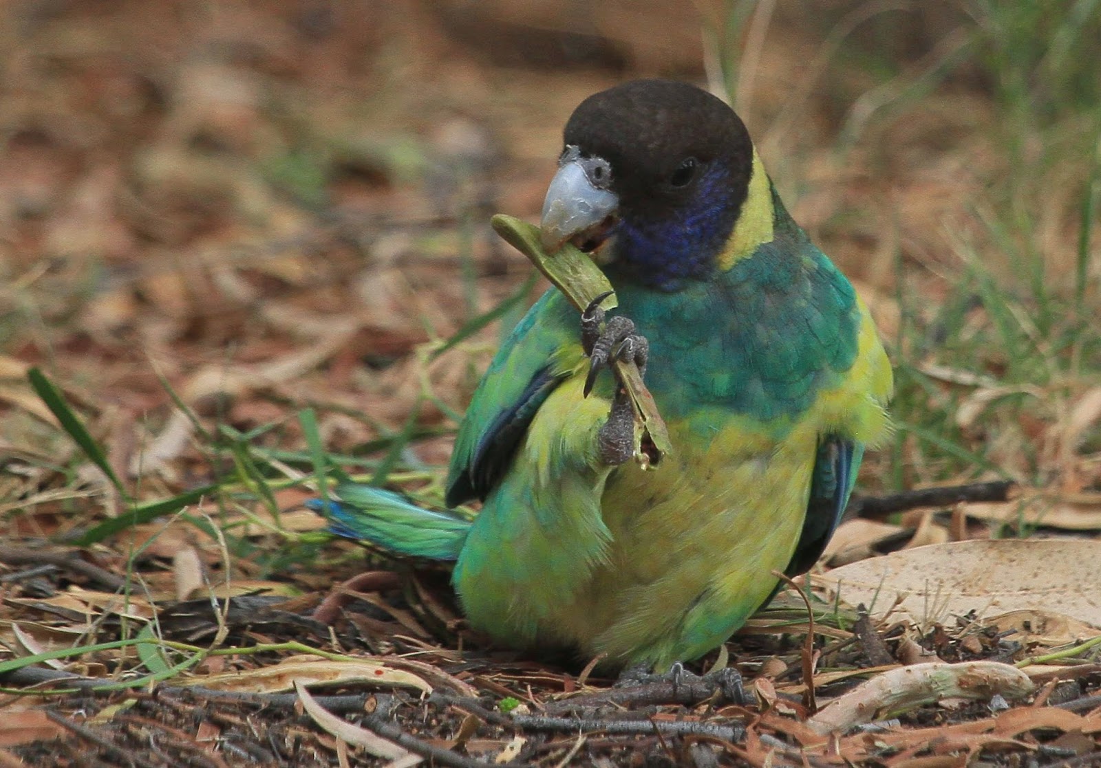 Richard Waring's Birds of Australia Backyard visitors