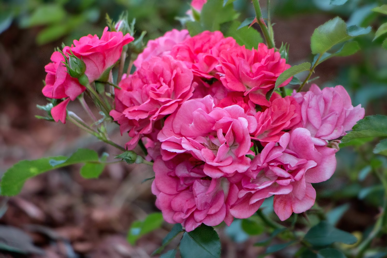 A Breath of Nature Drift Coral Carpet Roses