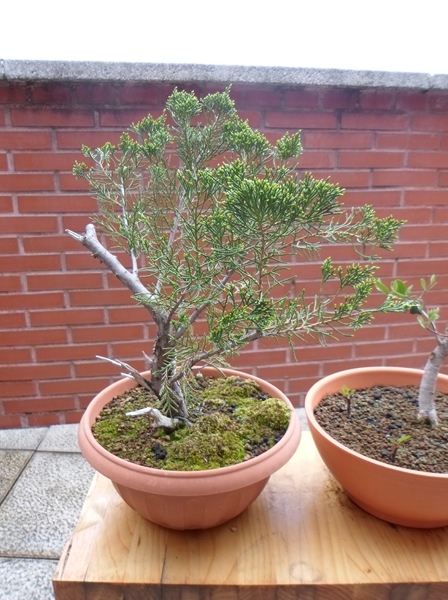 junipero- proyecto de planton a bonsai