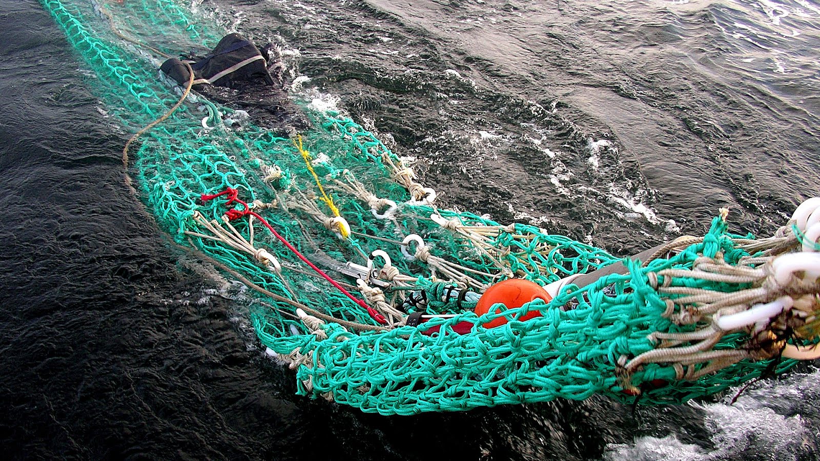 Fishery - Marine Fishing - Fish Choices