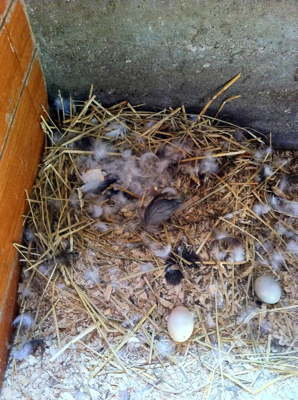 Simpson Eco Farms: Baby muscovy ducks 🐣🐥🐣🐥🐣