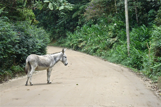 Jumento. Foto de Marcelo Migliaccio