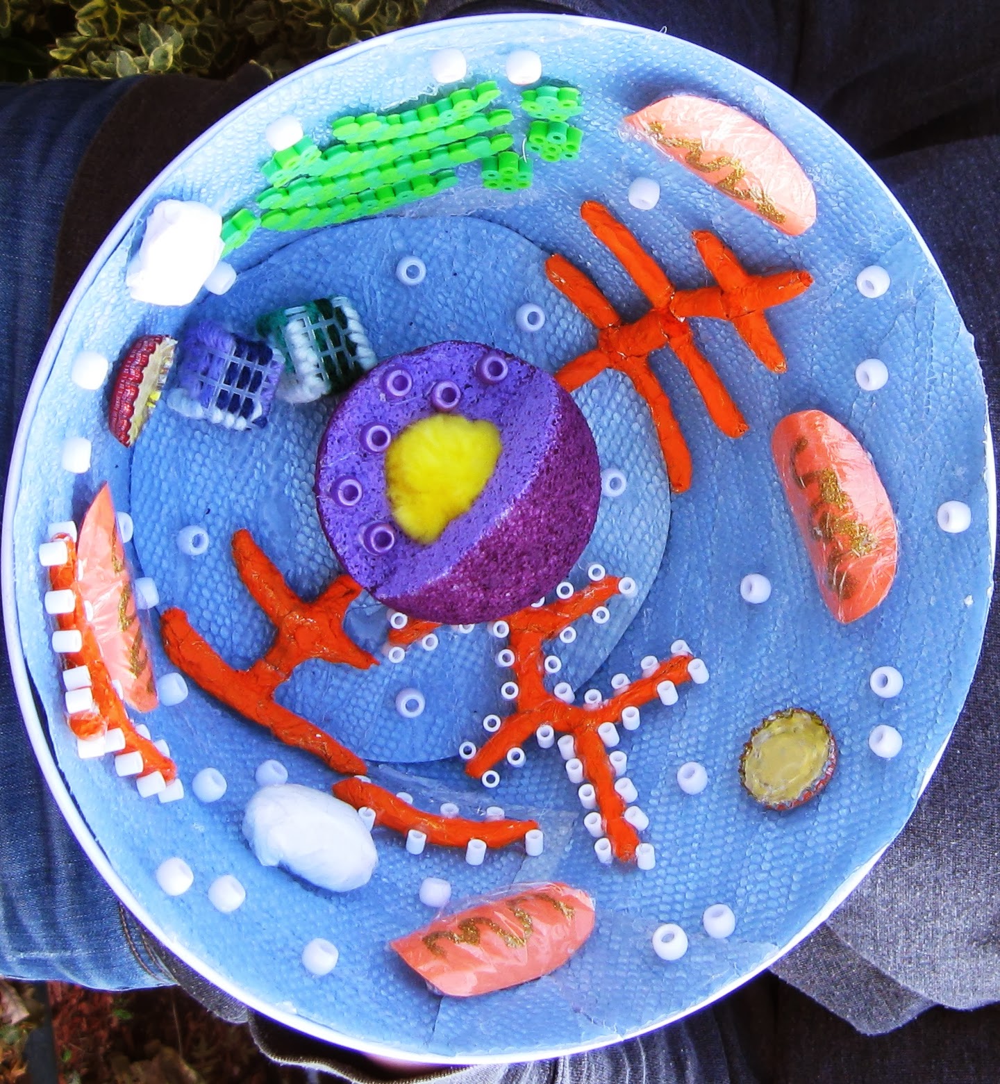 Keeping Up: Biology Project--Cell Models