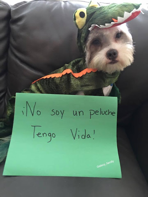 ¿Te imaginas que te diría tu perro si pudiera hablarte?