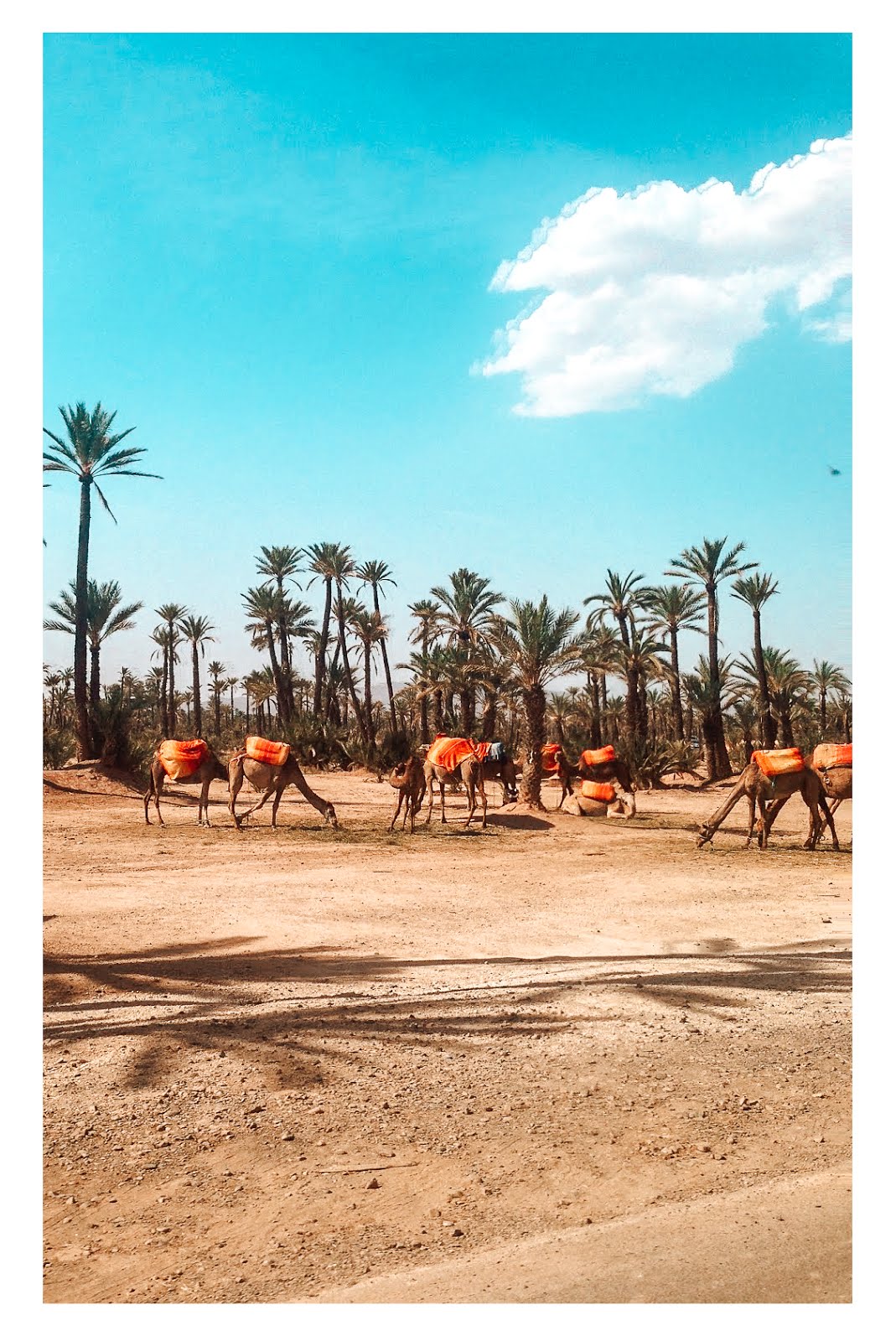 dromadaires dans la palmeraie de Marrakech avec des palmiers en arrière plan