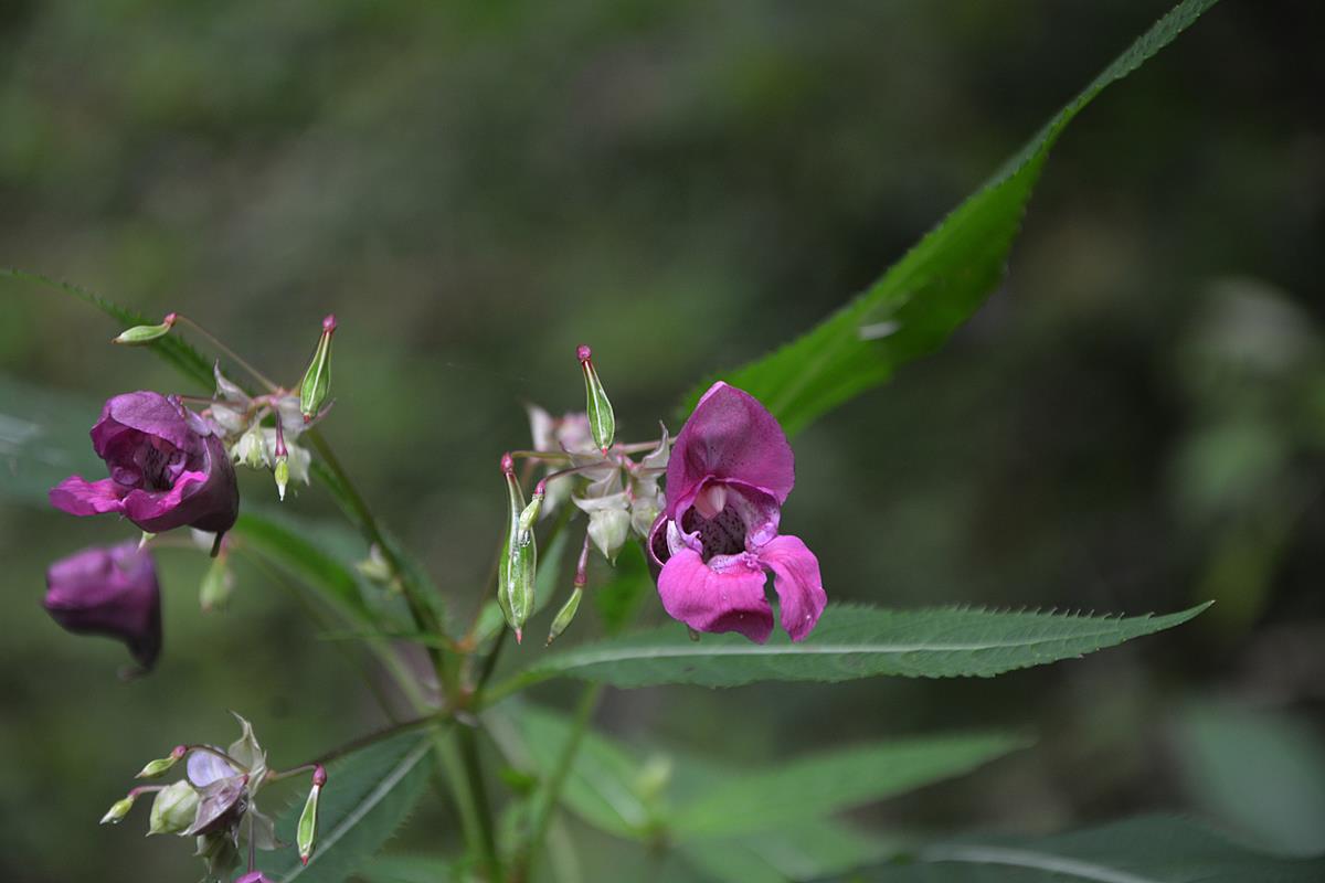 Asiago ed altro Calà del Sasso