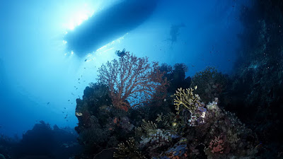 underwater reef 1366x768 13141788