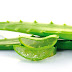 Aloe Vera is actually one of the most Powerful Medicinal Herbs of Nature