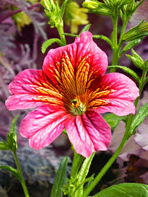 Salpiglossis sinuata Centennial Park Conservatory 2015 Spring Flower Show by garden muses-not another Toronto gardening blog