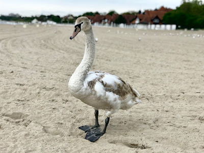 baby swan on sopot beach
