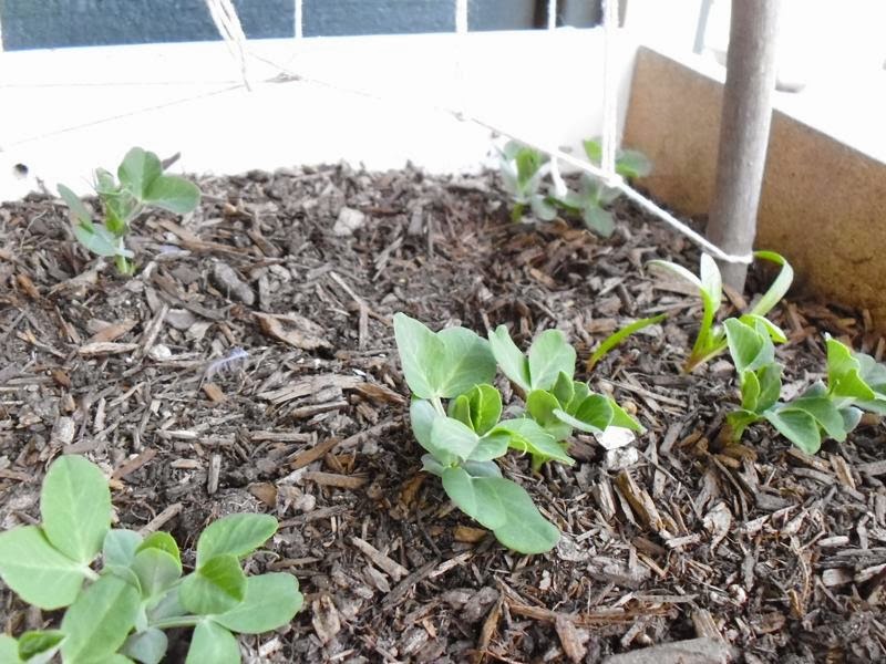 Pea seedlings Feb 17