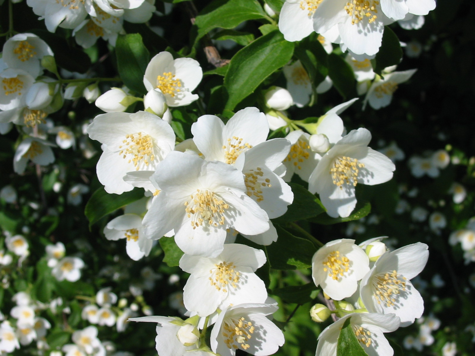 Jasmin%2BFlower.jpg