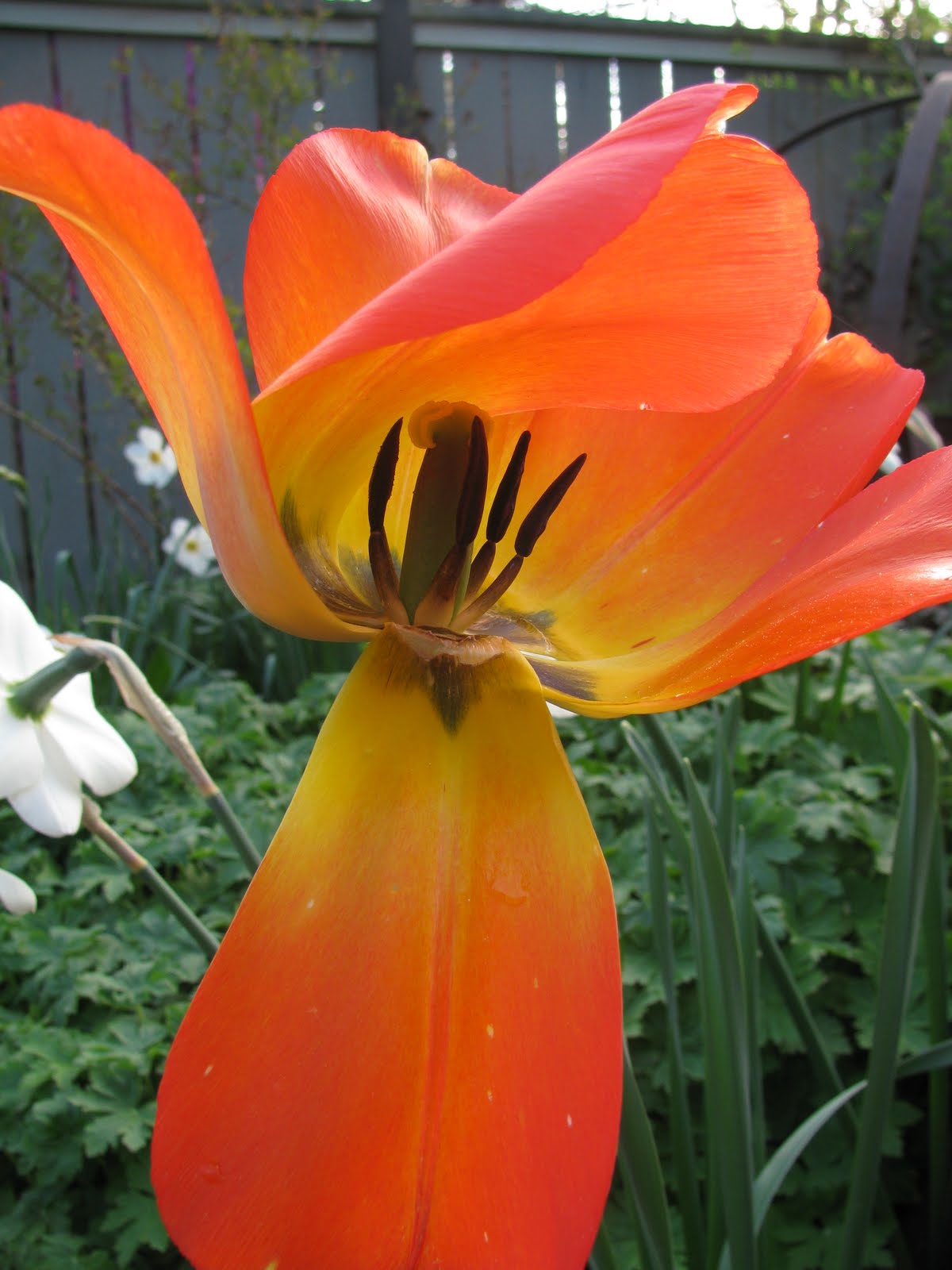 Gardeningbren in Nova Scotia Tulip Joy
