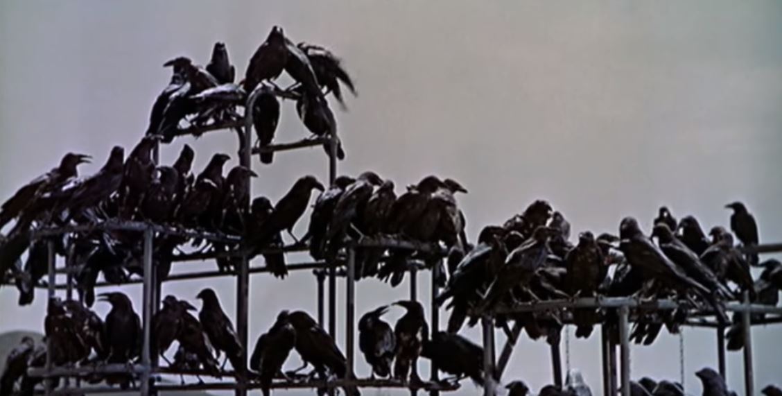 The Birds Movie Review Reel Advice Movie Reviews
