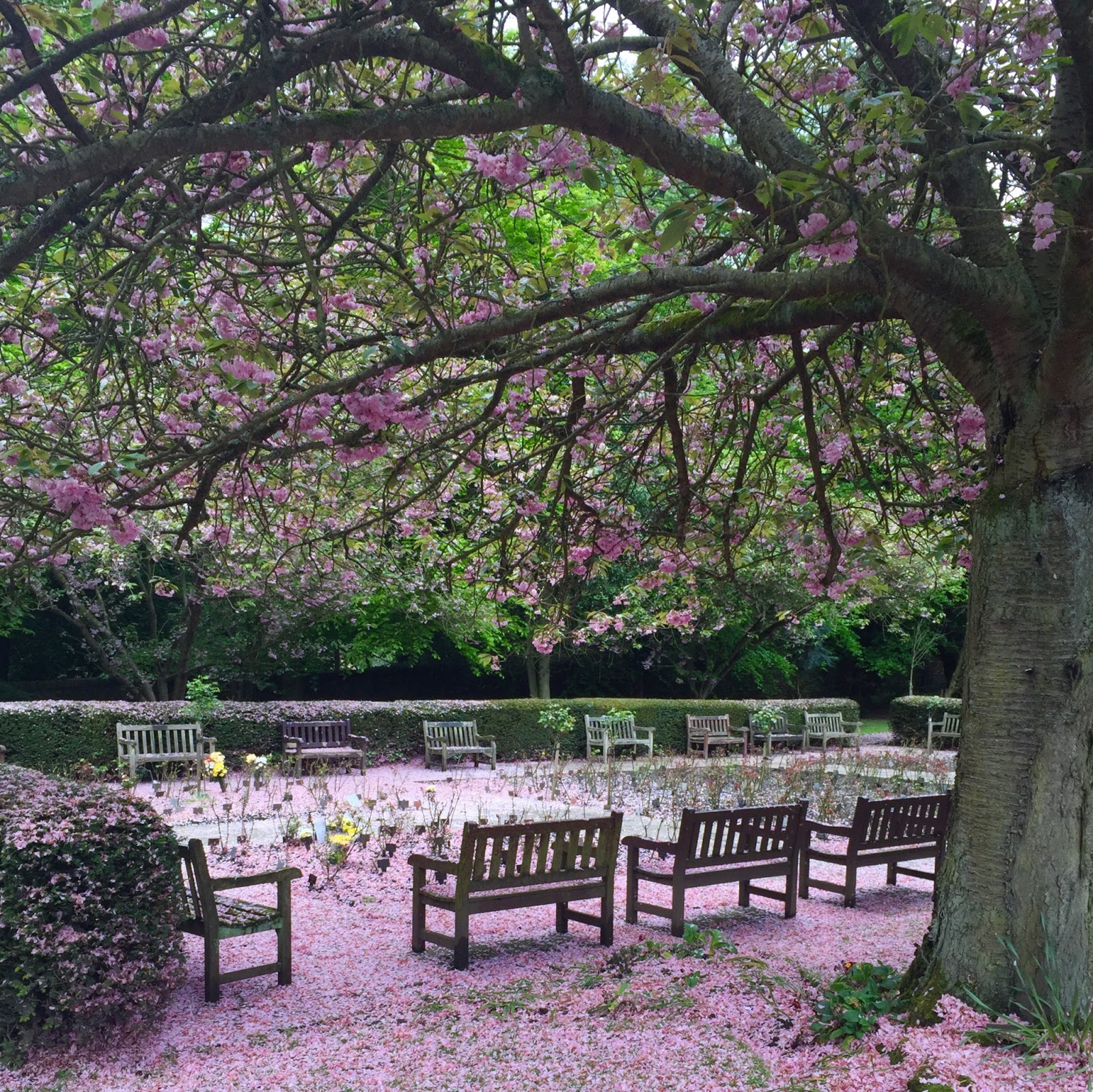 Benches, trees and blossom at Rawdon Crematorium
