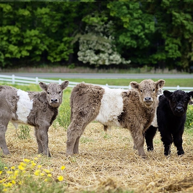 Cute  Beltie Cows: The Best of 2014 in Food and Travel 