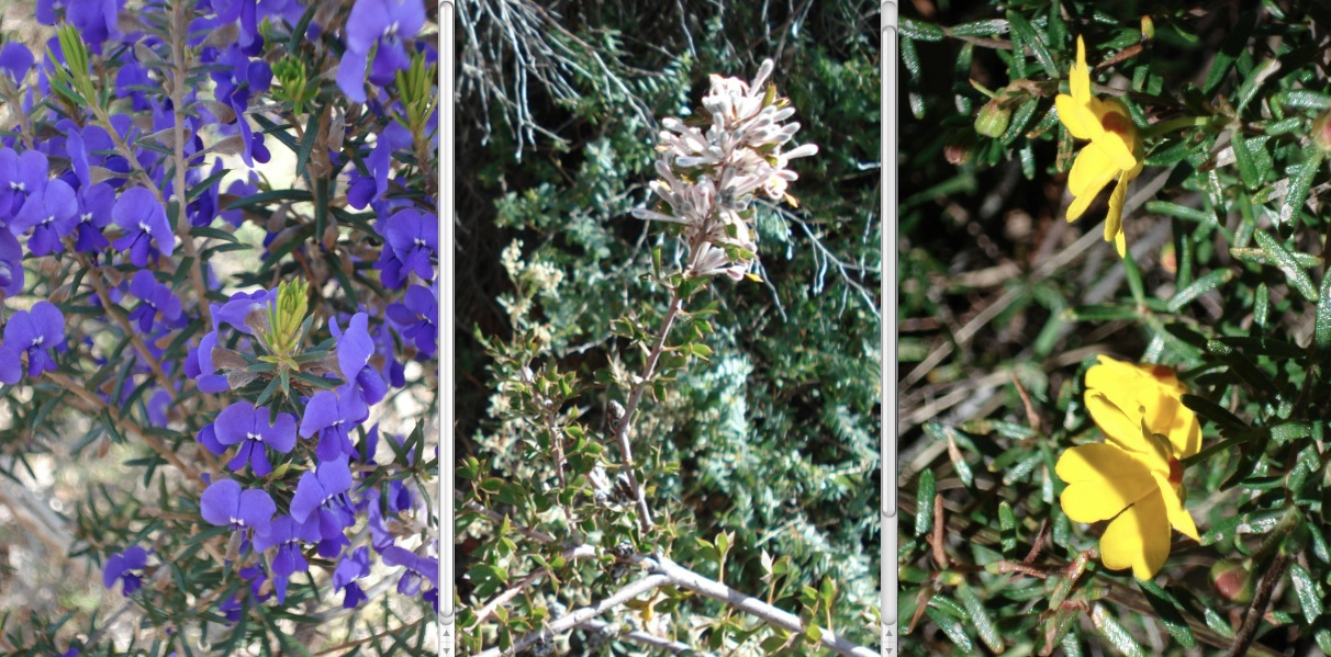The next step on the trail Kalamunda/Beelu National Parks (Piesse