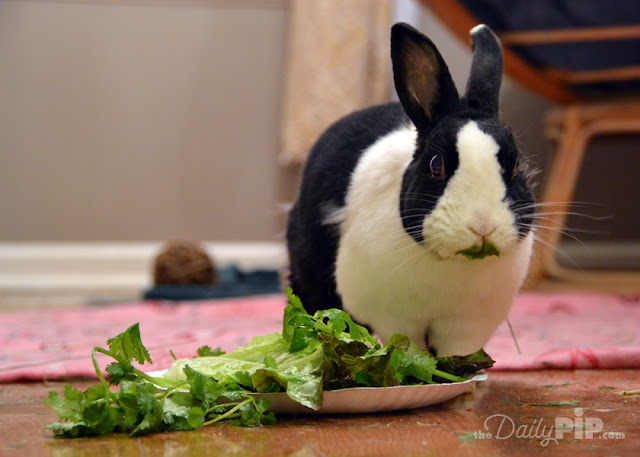 Black and White Dutch Rabbit With Green Mustache Top 10 reasons to adopt a rabbit
