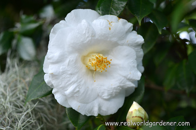 1-camellia%2Blovelight.JPG
