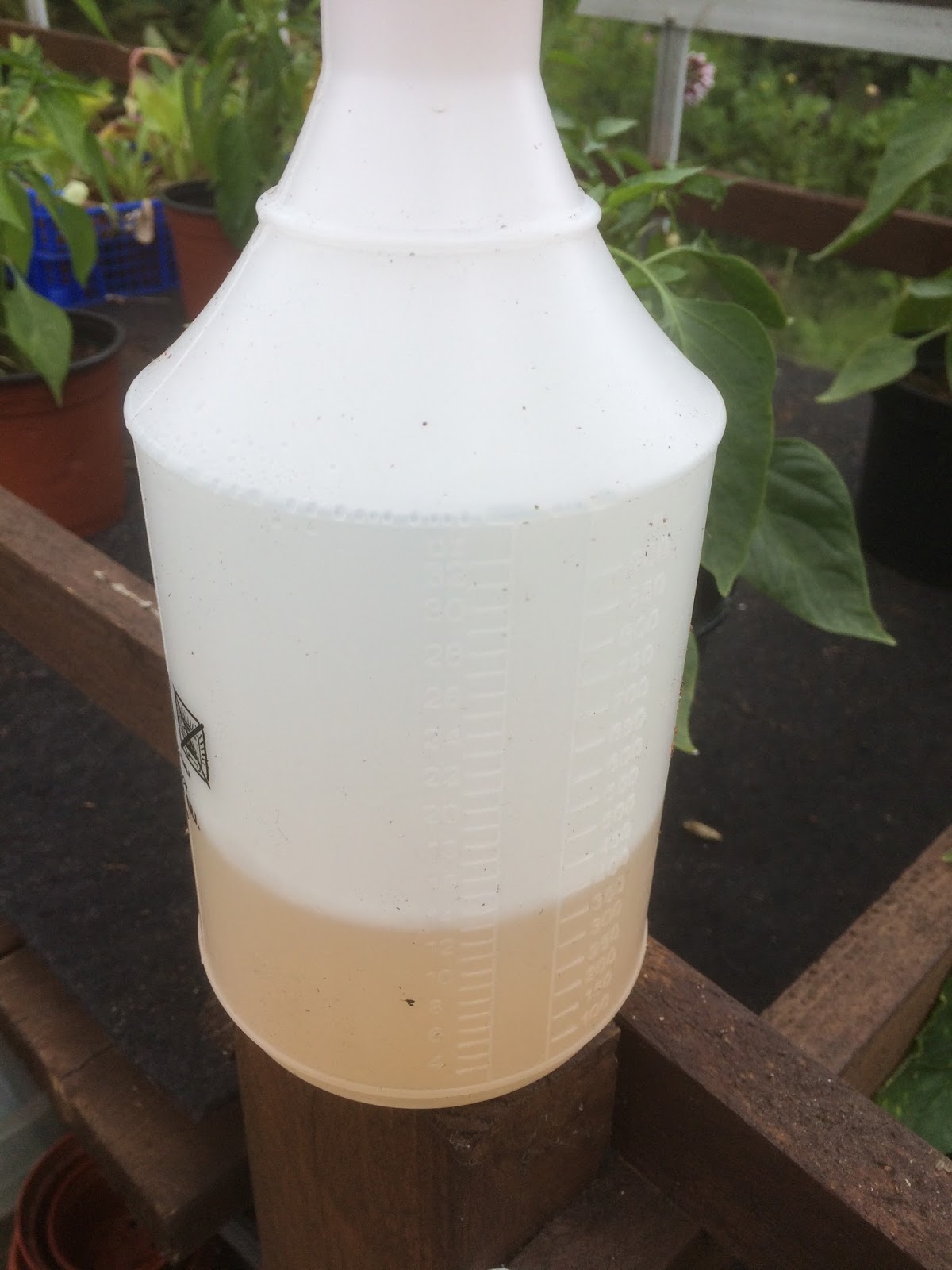 How to Make Aphid Spray Life on Pig Row