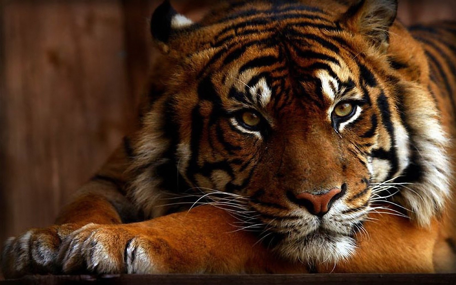 Best 10 Tiger Wallpapers in the World ~ HD | Wonderful Background