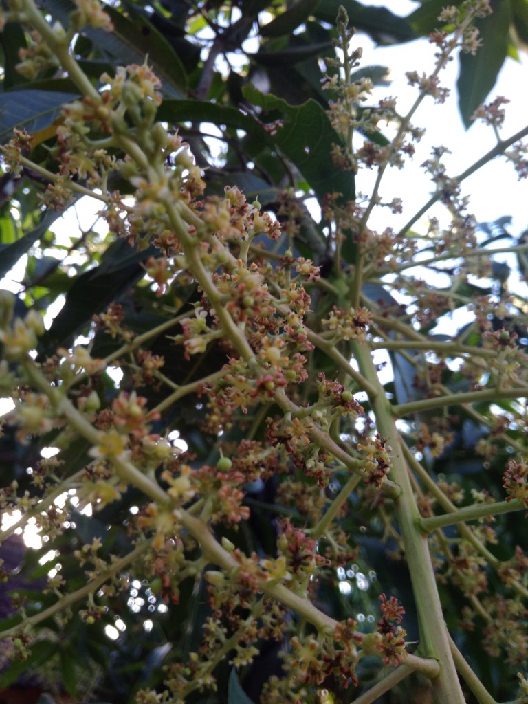 Begini Cara Mengatasi Agar Bunga Mangga Tidak Rontok