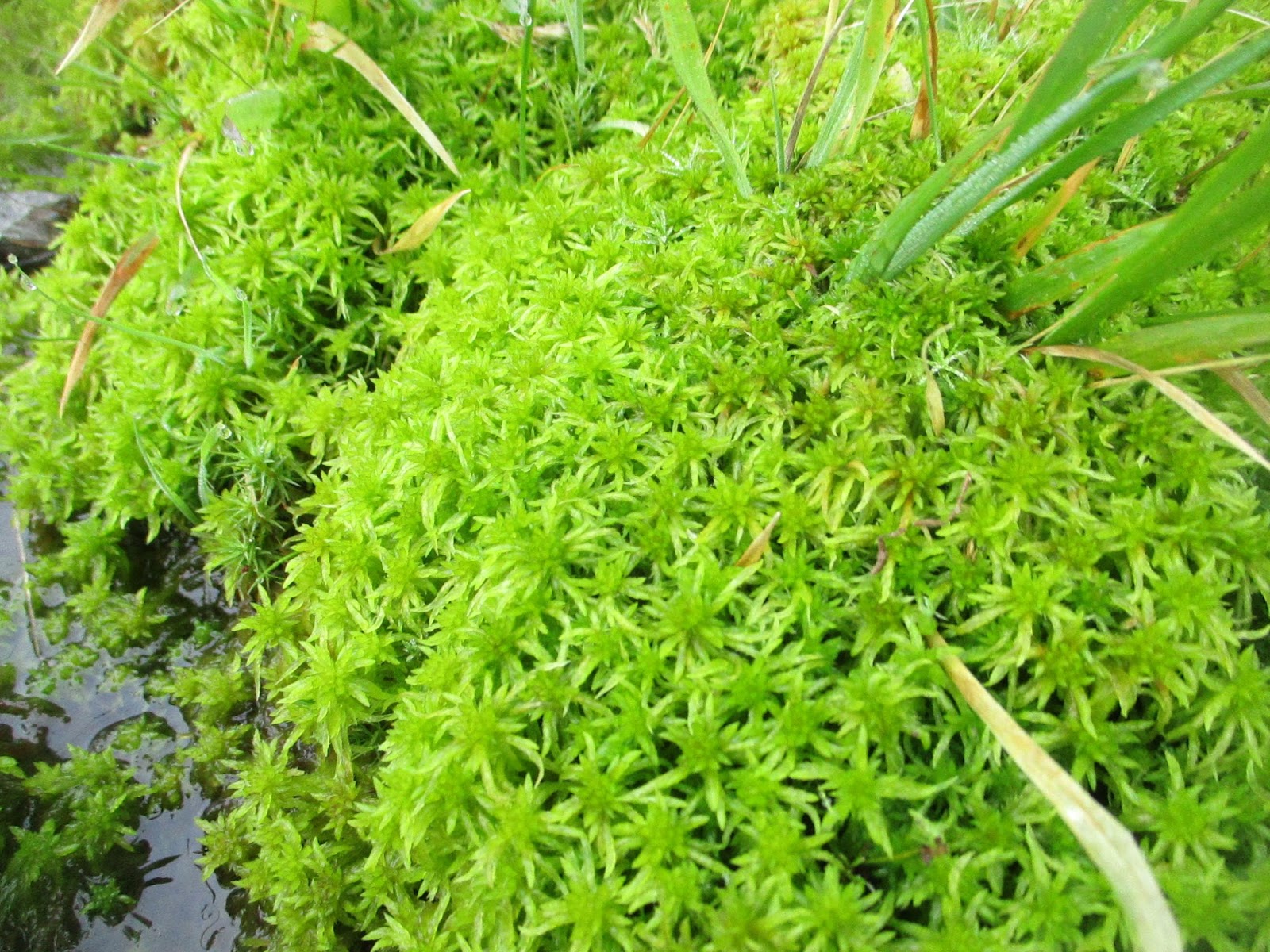 Outdoors Ireland Sphagnum Moss