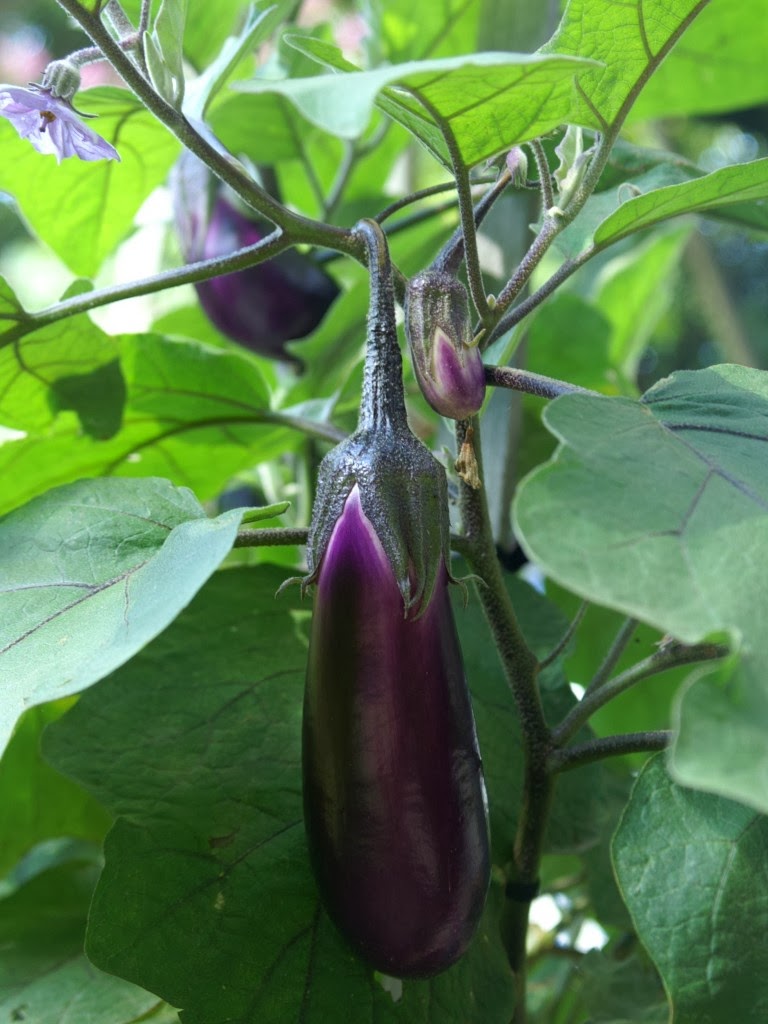 How To Grow Eggplant with Cost Analysis ~ Grow Your Own Food - How To Guide
