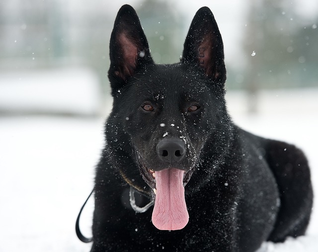 Turuncu Boğa: TURUNCUNUN TONLARI - Neden Köpeklerin Kulakları ve