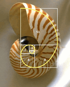 Nautilus y la espiral logarítmica