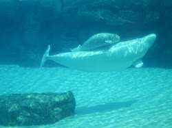 whale beluga baby marineland pirate niagara falls should been tripadvisor mozquitoo mosquito posted am rate ship