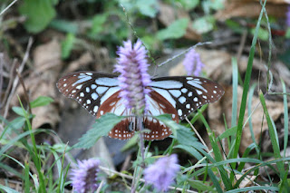 Snowy Owl Lost: Butterflies of Korea - Part II (The Jeju Years)