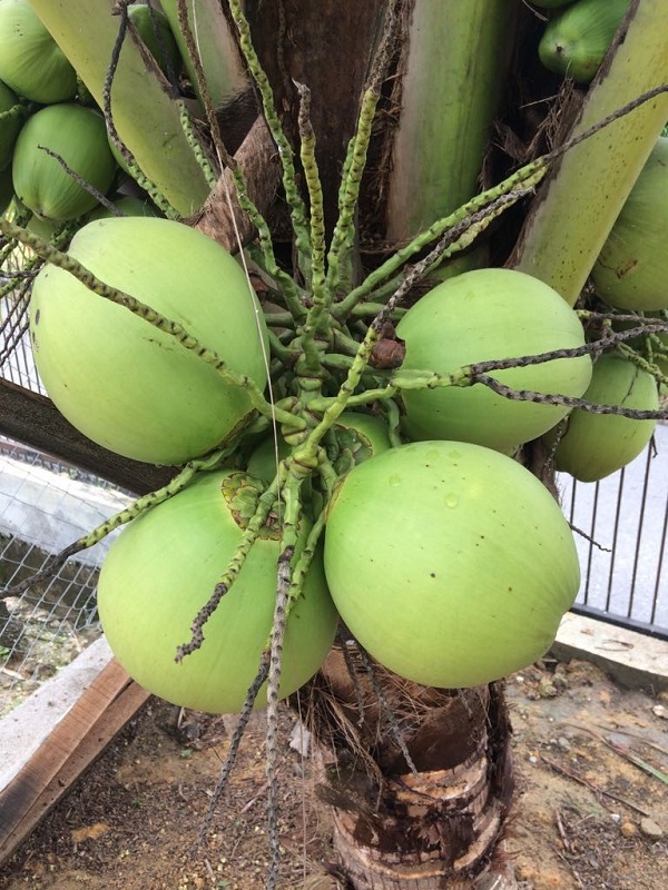 Every Day Issues The Small Size of Coconut Tree