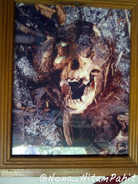 orang utan, kalimantan, indonesia