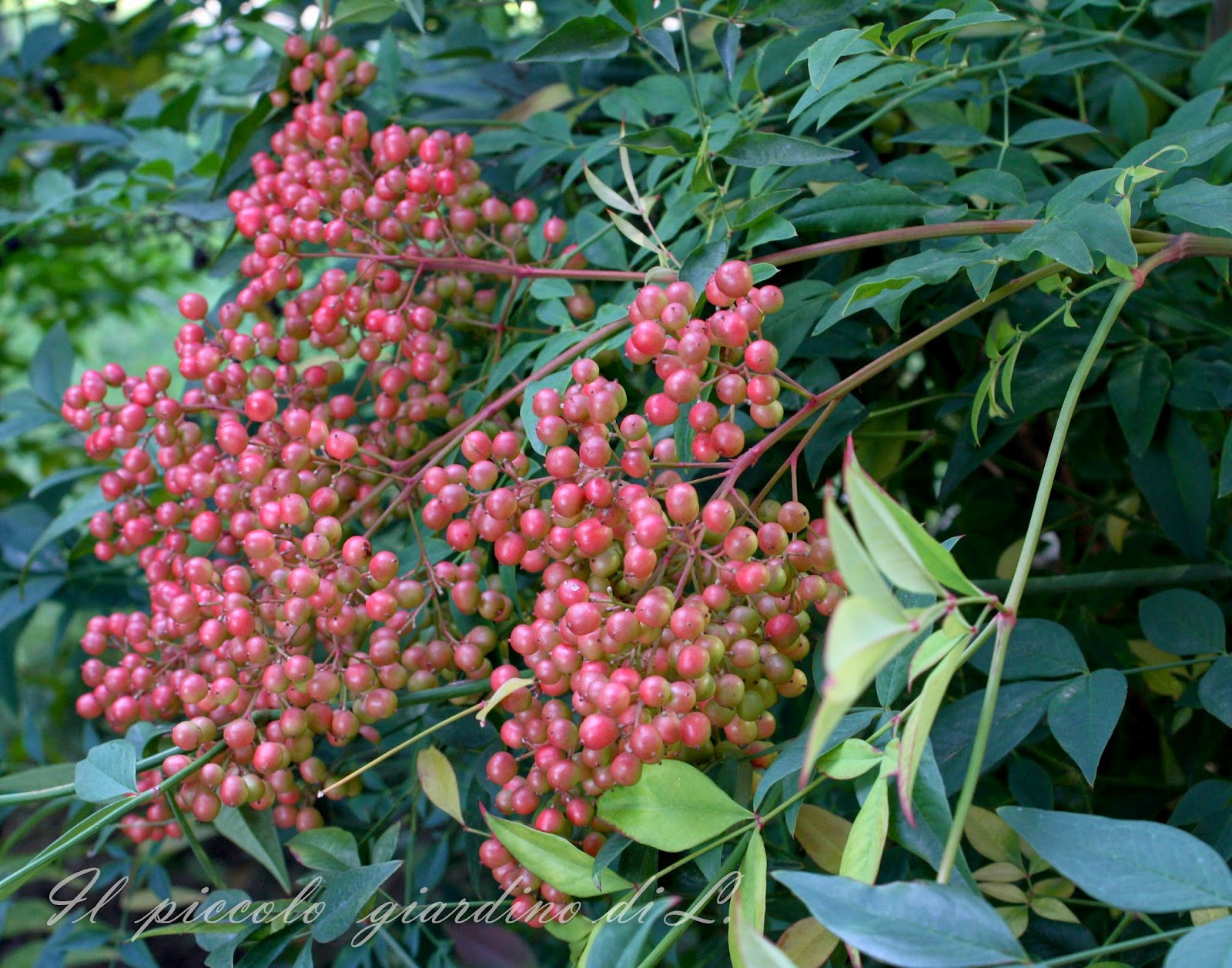 Il piccolo giardino di L. Informale, colorata, con fiori e bacche la Nandina domestica, una Il piccolo giardino di L. Informale, colorata, con fiori e bacche la Nandina domestica, una