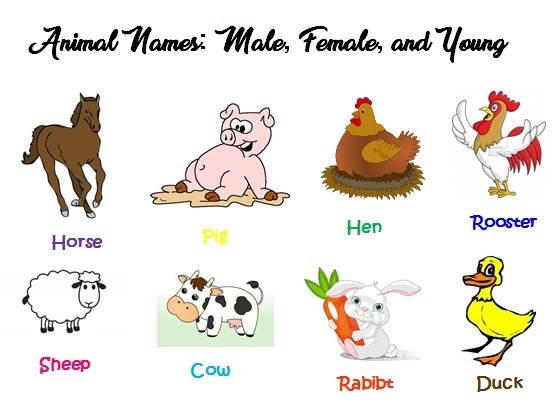 Animal Names: Male, Female, and Young