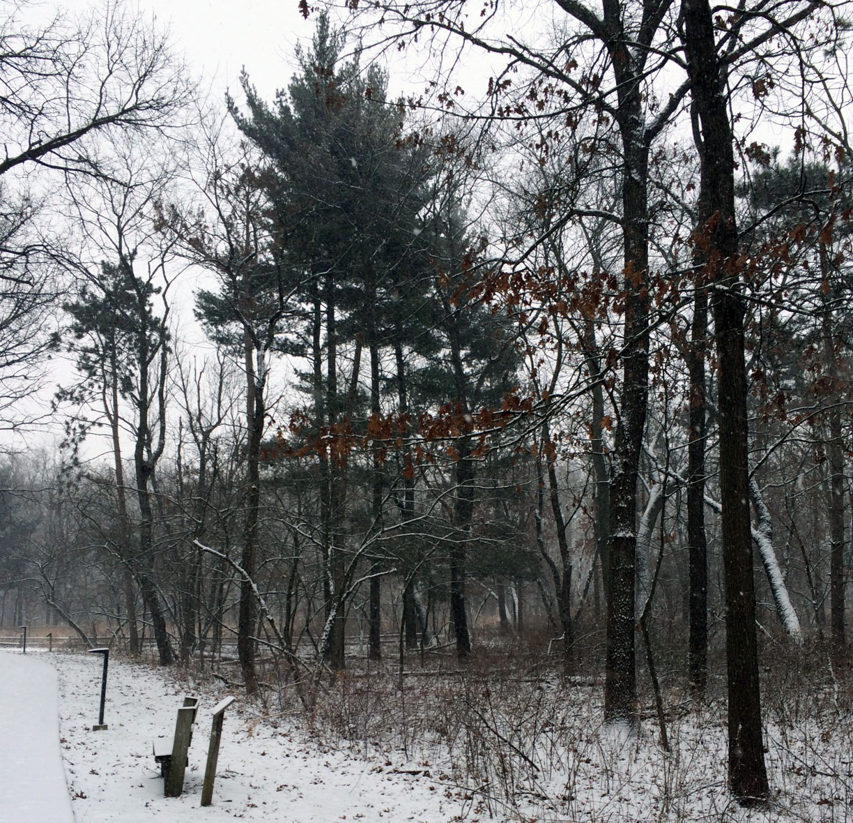 How to Identify Trees in Winter