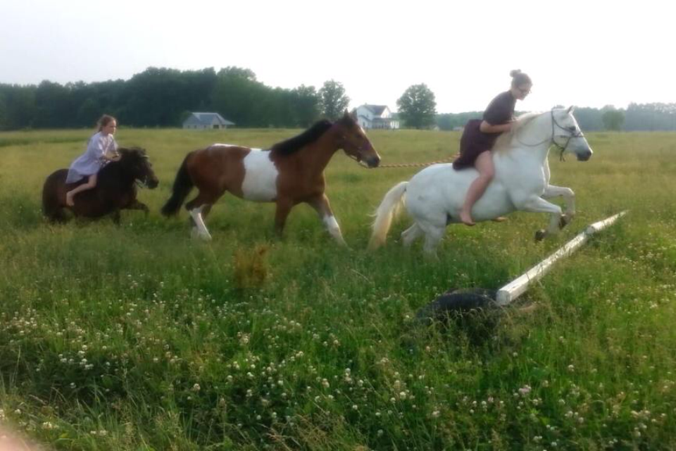 Amish Horses Amish Girl / Horse Whisperer