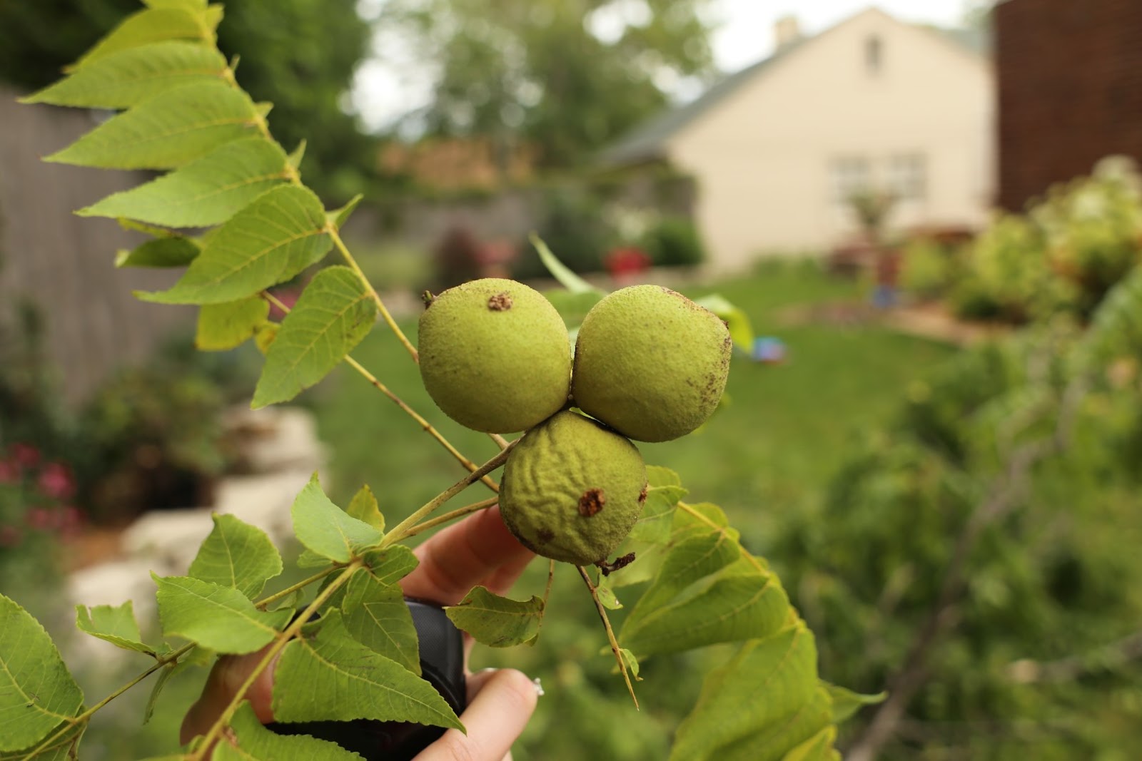 Russet Street Reno: Die, walnuts