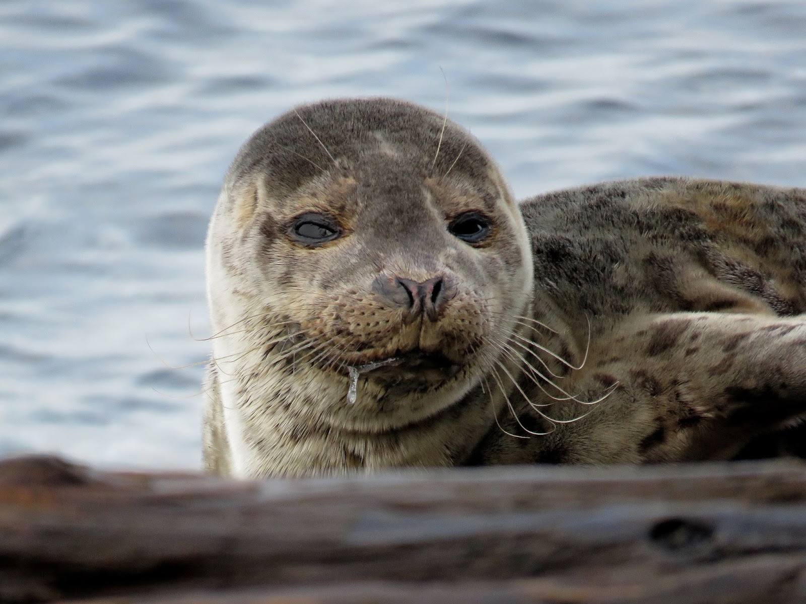 Buzz's Marine Life of Puget Sound HARBOR SEAL PUPS ON WEST SEATTLE BEACHES