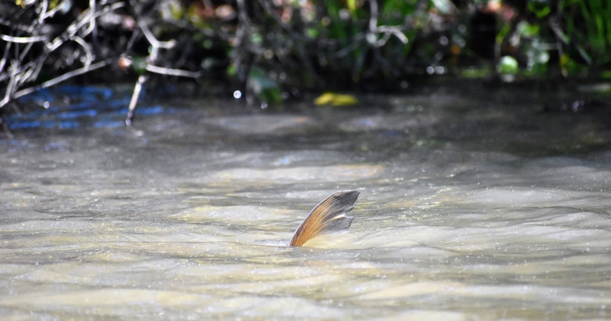 Looknfishy How to Catch Grass Carp on the Fly