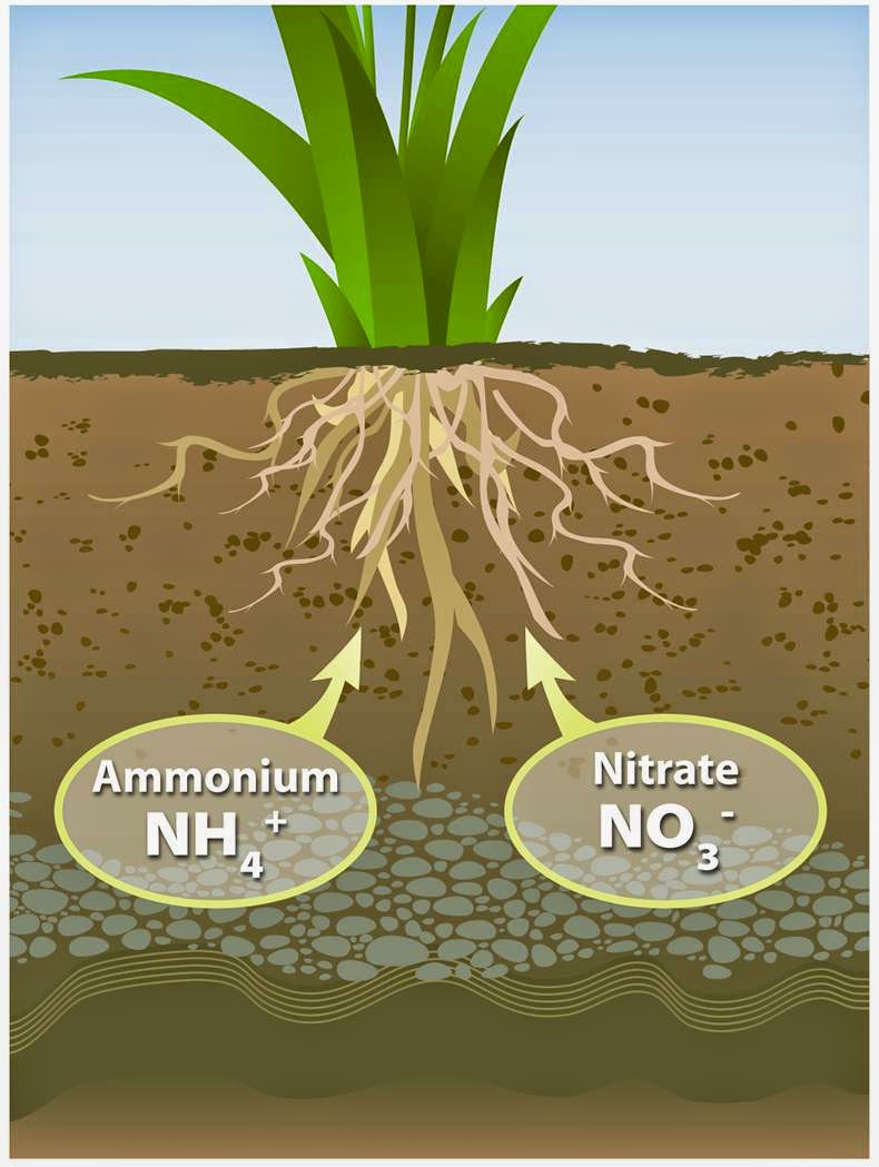 Senior Biology Transport In Plants